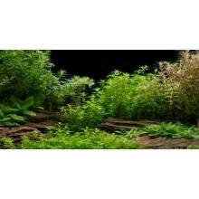 AWERT Aquarium Baggrund River Bed & Lake Aquatic Aquatic Fish Tank Baggrund Vinyl 48x24 tommer