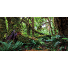 Awert 48x20 inches Tropical Forest Terrarium Baggrund Grøn Kæmpe træ Reptil Habitat Baggrund Regnskov Akvarium Baggrund Holdbar polyester Baggrun
