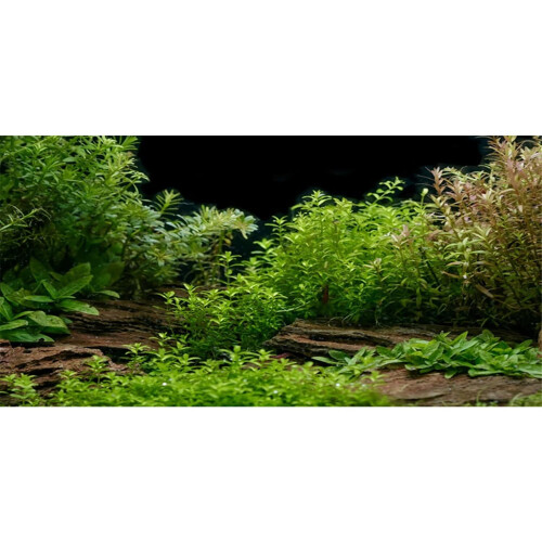 AWERT,                                              ,                                                          ,                60x24