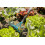 Gardena 2-i-1 KOMBISYSTEM KLØRIVE - HG-03165-20 5