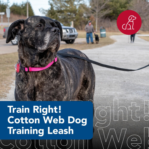 Coastal Cotton Web Training Dog Leash Red 20 ft. 1