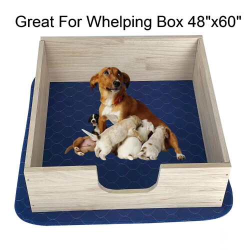 2Pack Dog 1