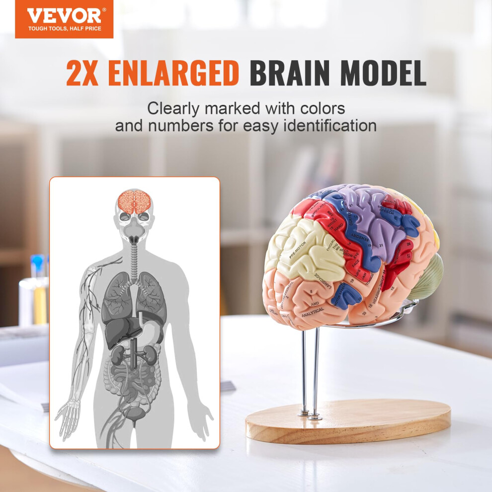 VEVOR Human Brain Model Anatomy 4-Part Model of Brain w/Labels ...