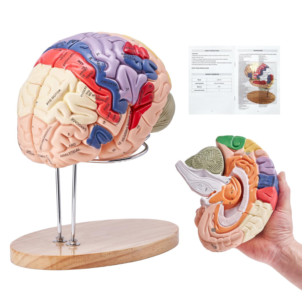 Vevor Human Brain Model Anatomy 4-Part Model Of Brain W/Labels & Display Base Color-Coded Life Size Human Brain Anatomical Model Brain Teaching Human