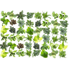 Easy to grow Houseplants (48 Pack) Live House Plants in Plant containers growers choice Plant Set in Planters with Potting Soil Mix Home DAcor Plant