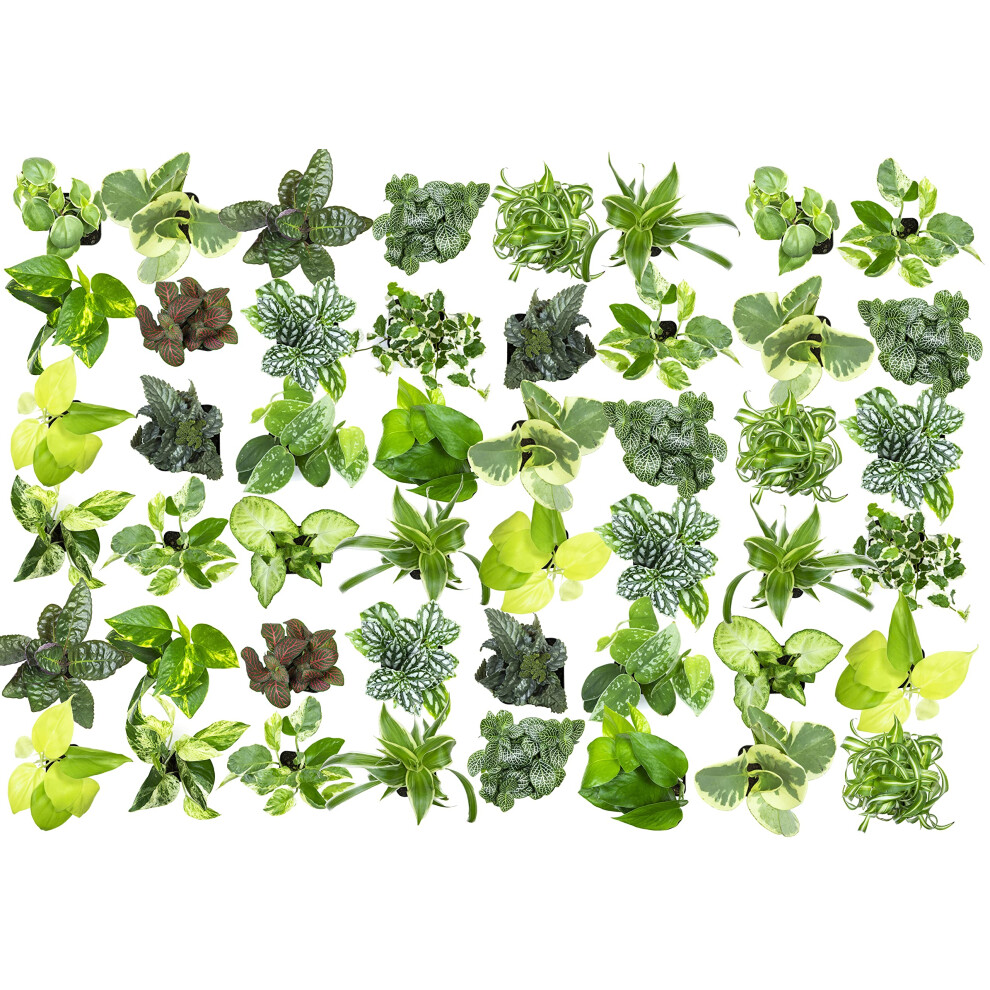 Easy to grow Houseplants (48 Pack) Live House Plants in Plant containers  growers choice Plant Set in Planters with Potting Soil Mix  Home DAcor Plant