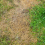 MO Bacter Organic Lawn Fertiliser - 10kg 3