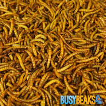 BusyBeaks Dried Mealworms - High Quality Wild Bird Food Treats For Garden Birds 2.5kg