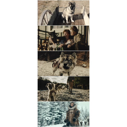 Togo (2019) Blu-ray 1080P BD – Spannendes Familienabenteuer in brillanter Bildqualität 1