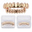 Gills Fit Grill & Under Grill Detachable Shiny για άνδρες και γυναίκες Cosplay Tools 1