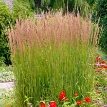 (2 litre pot (40-60cm)) Calamagrostis Karl Foerster Perennial Ornamental Grasses Garden Plant in Pot