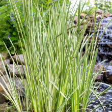 (2 litre pot (20-30cm)) Acorus Variegatus Slender Sweet Flag Ornamental Grass Garden Ready Plant in Pot