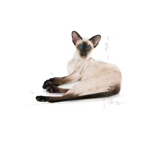 Royal Canin Royal Canin Siamese 38 - Crocchette - 2 kg 2