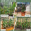 Costway 3 Pack Tomato Cage 153 cm Adjustable Tall Plant Support Trellis-Green 5