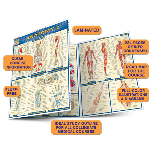 Anatomy 2 QuickStudy Laminated Reference Guide (QuickStudy Academic) 1