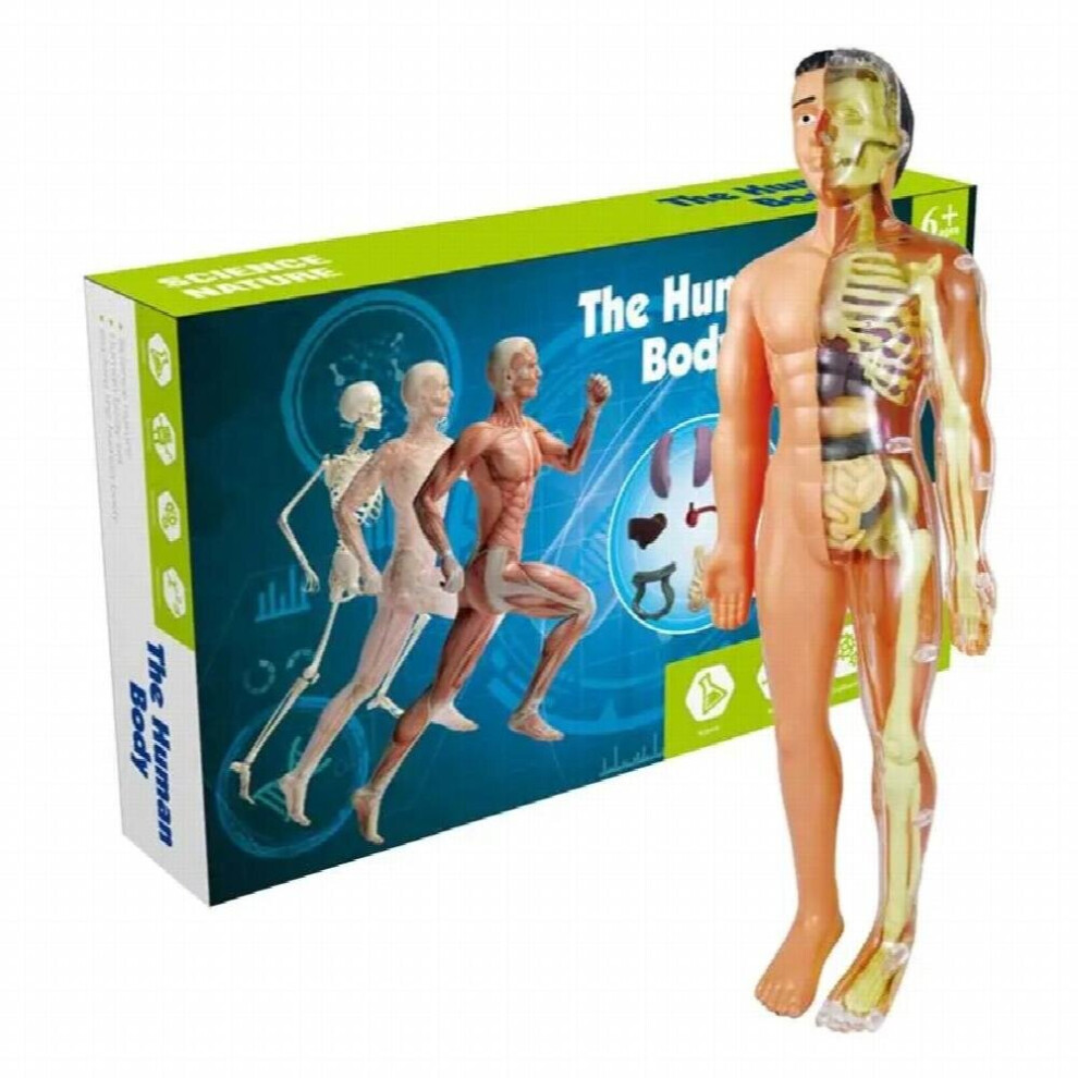 Anatomy Model For Kids Human Torso Anatomy Model Removable Human Body Model For Medical Student Educational