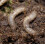 Leatherjacket Nematodes 4