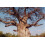 SAFLAX - African Monkey Bread Tree - 6 seeds  - Adansonia digitata 2