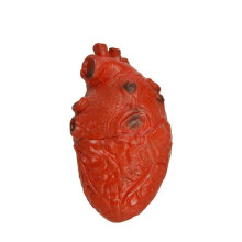 (10A?Heart?) Scary Halloween Fake Body Parts Bloody Severed Arm Hand Foot Props Tricky Spoof
