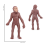 Simulation Human Evolution Models Primitive Figurine Growth Cycle Educational Toys for Children 9