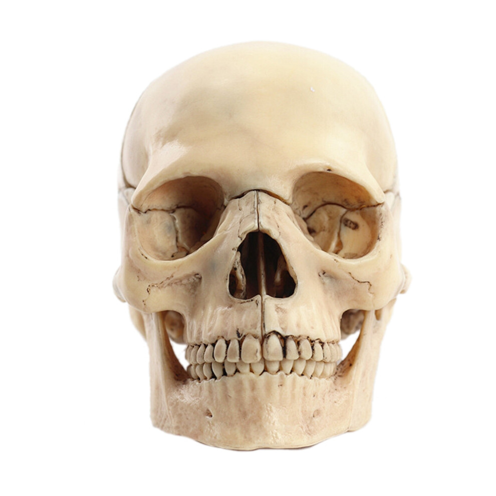 Torribaly 1:2 Disassembled Skull Anatomical Model Anatomy Skeleton Detachable Teaching Supplies Tool