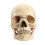 1:2 Gedemonteerd schedel anatomisch model anatomie skelet afneembaar lesmateriaal 2