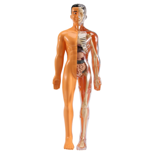 Coffret Anatomie 2000 – Jeu éducatif Sur Le Corps Humain – Céji – Vintage