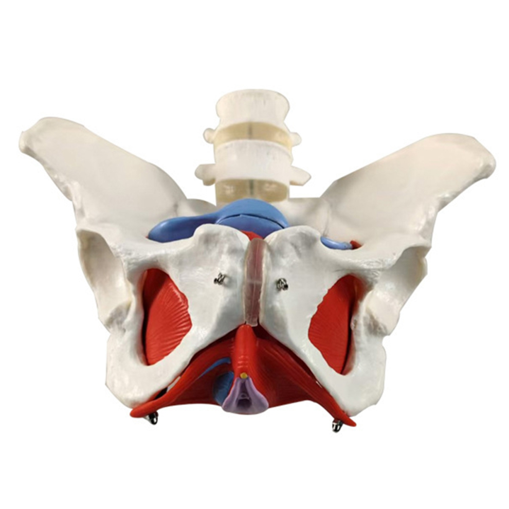 Markenlos 2-Section Lumbar Belt Female Pelvic Floor Muscle Model