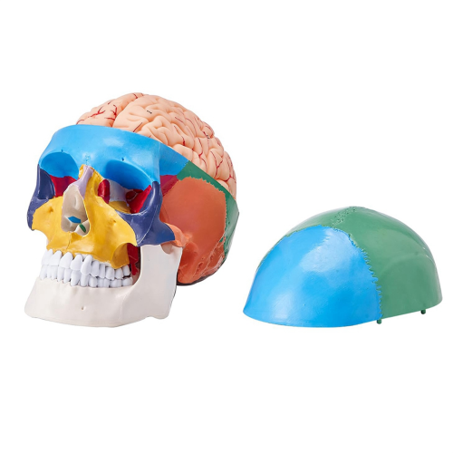 Model van een menselijke schedel, levensgroot beschilderd anatomieschedelmodel, B 2