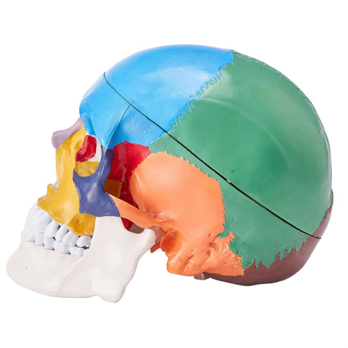 Model van een menselijke schedel, levensgroot beschilderd anatomieschedelmodel, B 1