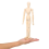 5-pack kunstfiguurmodel - 12 inch houten mannequin 2