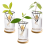 3 Pack Avocado Tree Growing Kits, Glass Avocado Seed Vase 2