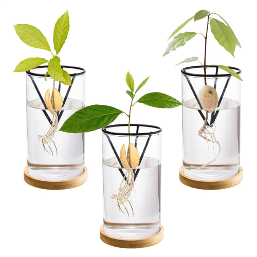 3 Pack Avocado Tree Growing Kits, Glass Avocado Seed Vase 1