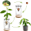 3 Pack Avocado Tree Growing Kits, Glass Avocado Seed Vase 3