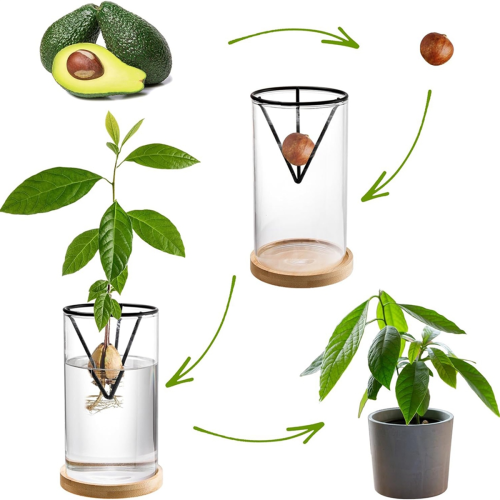 3 Pack Avocado Tree Growing Kits, Glass Avocado Seed Vase 2