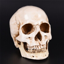 Realistic 11 Life Size Human Anatomy White Resin Replica Halloween Decorp Skull