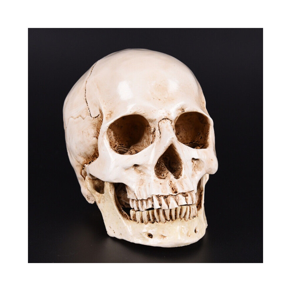 Realistic 11 Life Size Human Anatomy Resin Replica Halloween Decorp Skull White