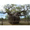 SAFLAX  - Affenbrotbaum - Adansonia - 6 Samen - Mit Substrat 5