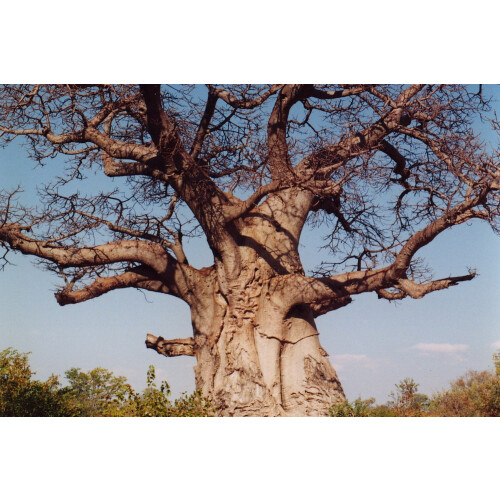 SAFLAX  - Affenbrotbaum - Adansonia - 6 Samen - Mit Substrat 2