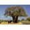 SAFLAX Anzucht Set - Affenbrotbaum - Adansonia - 6 Samen 7