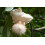 SAFLAX Anzucht Set - Affenbrotbaum - Adansonia - 6 Samen 6