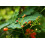 SAFLAX  - Pfauenstrauch - Caesalpinia - 10 Samen 7
