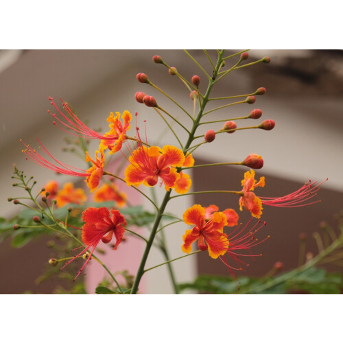 SAFLAX  - Pfauenstrauch - Caesalpinia - 10 Samen 1