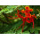 SAFLAX  - Pfauenstrauch - Caesalpinia - 10 Samen 6