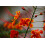 SAFLAX  - Pfauenstrauch - Caesalpinia - 10 Samen 5