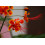 SAFLAX  - Pfauenstrauch - Caesalpinia - 10 Samen 4