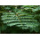 SAFLAX  - Pfauenstrauch - Caesalpinia - 10 Samen 3