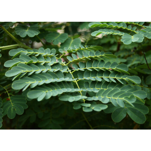 SAFLAX  - Pfauenstrauch - Caesalpinia - 10 Samen 2