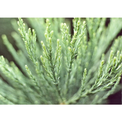SAFLAX  - Berg - Mammutbaum - Sequoiadendron - 50 Samen 2