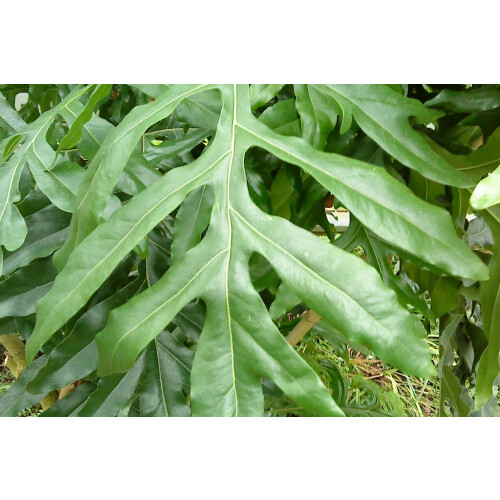 SAFLAX  - Feuerradbaum - Stenocarpus - 20 Samen 2